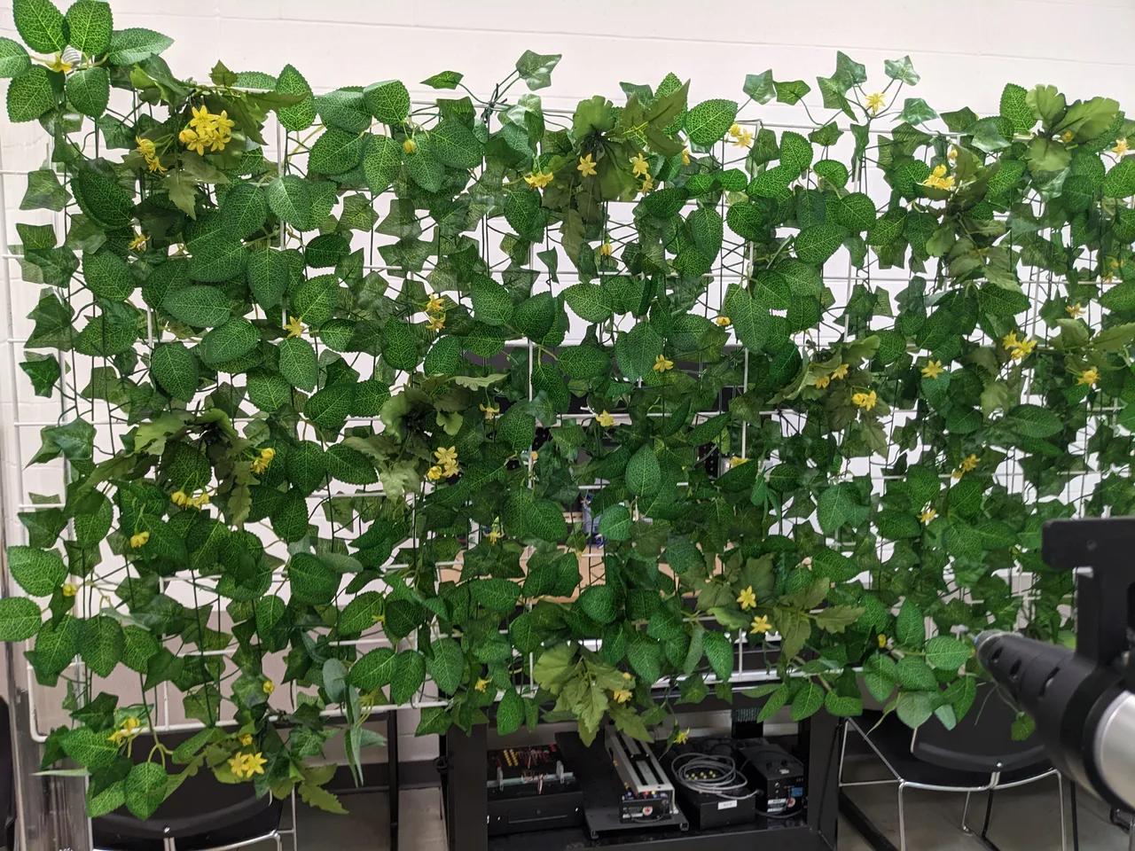 Yellow flowers and overlapping leaves on the lab's test wall, with the robot camera at the right